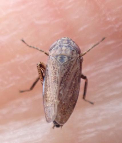 Réf. 325 697 : Euscelis sp.